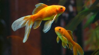 2匹の金魚